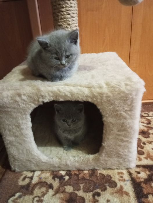 Британські чистокровні котята