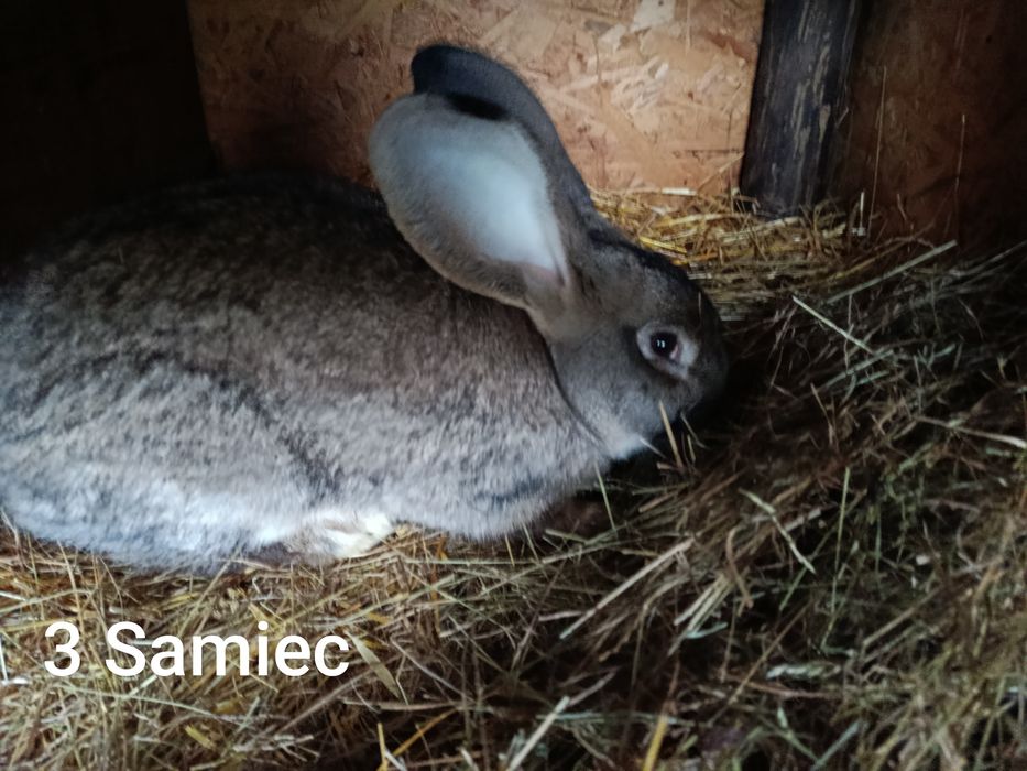 Króliki olbrzymy belgijskie