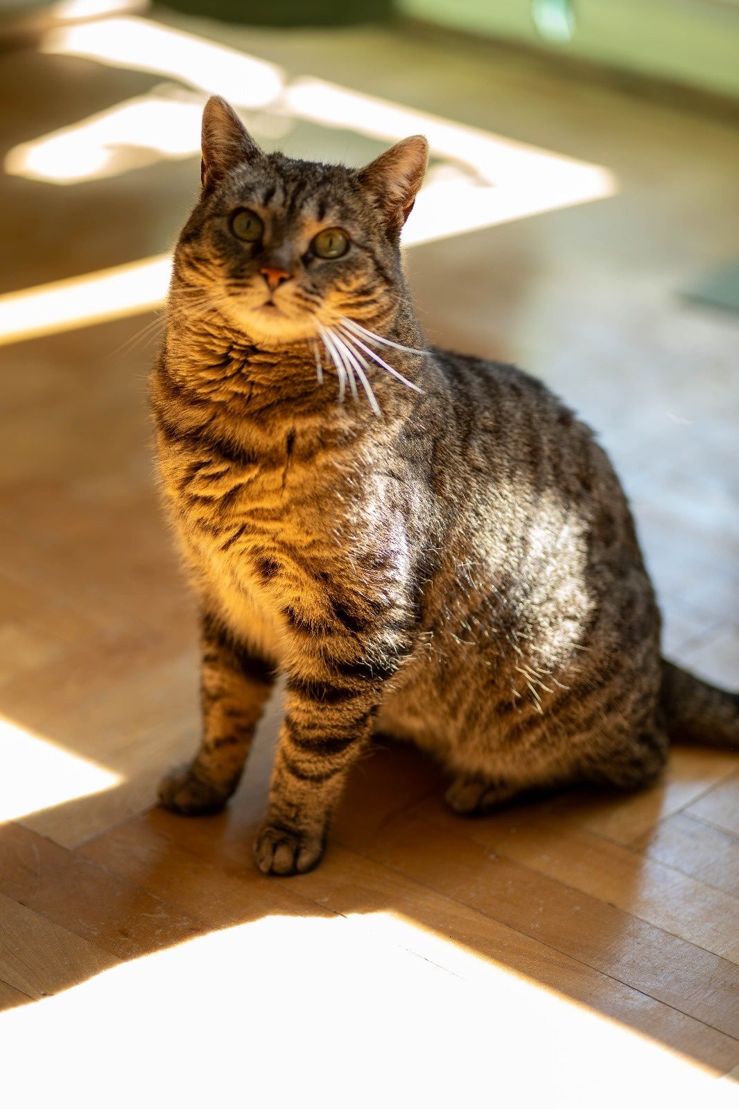 Kotka Stefi do adopcji