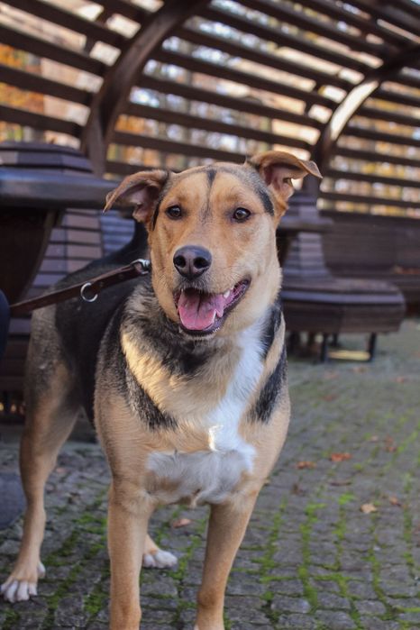 Młody i wesoły Karmel czeka na swojego  czlowieka