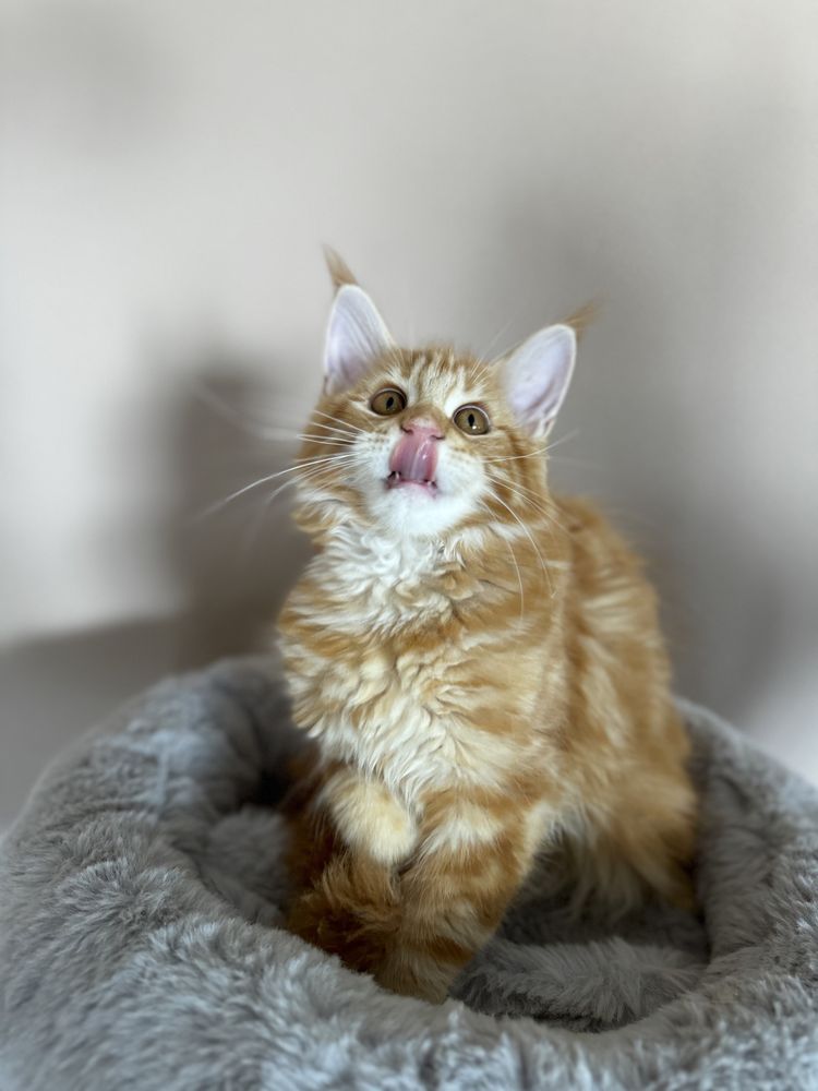 Fêmea Maine Coon
