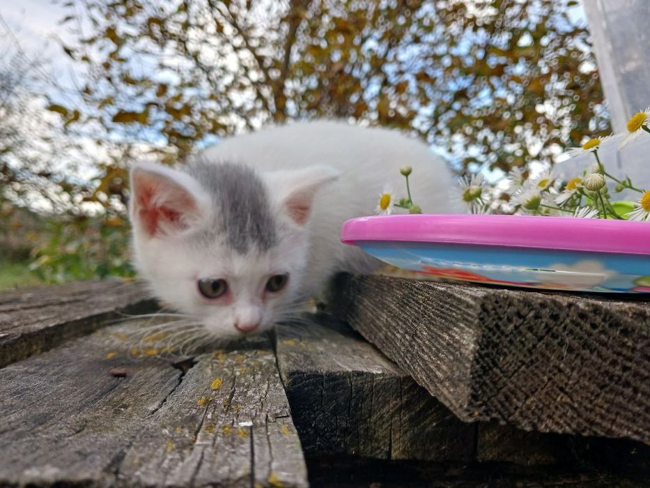 Милі  малята шукають дім