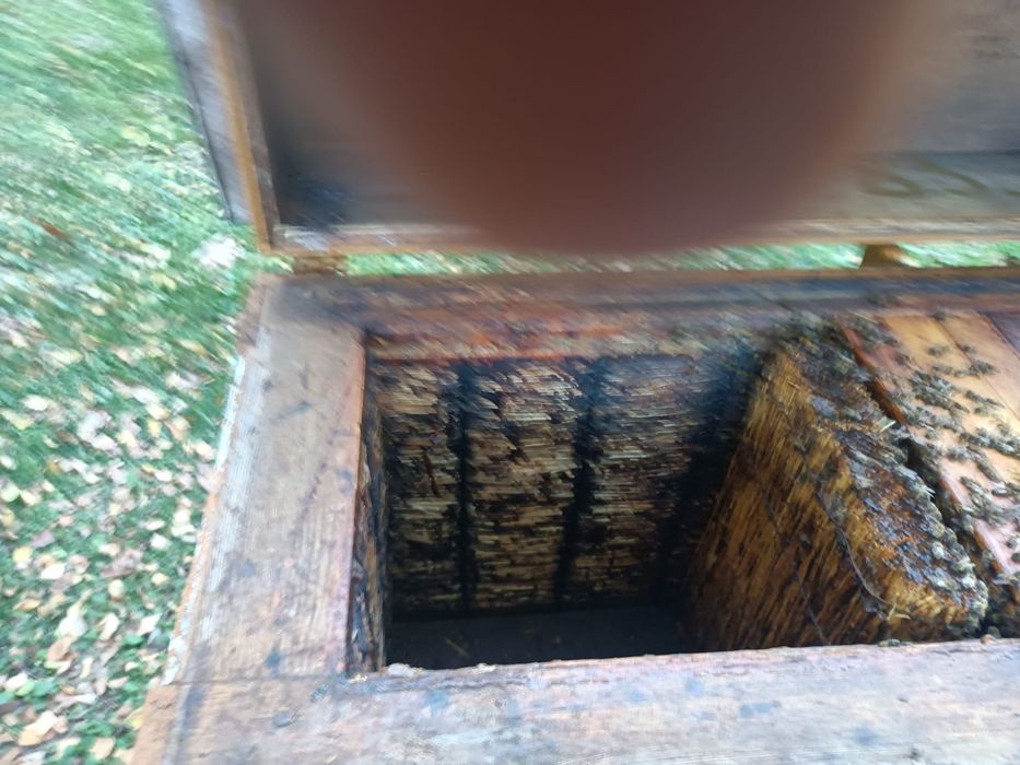 Pasieka, ule, rodziny pszczele