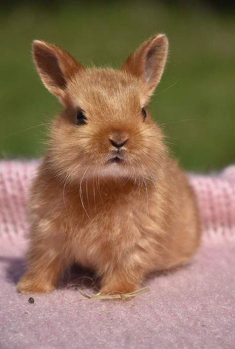 Karzełki niderlandzkie / mini króliczki / prawdziwe maluszki