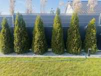 Thuja szmaragd kilkuletnia