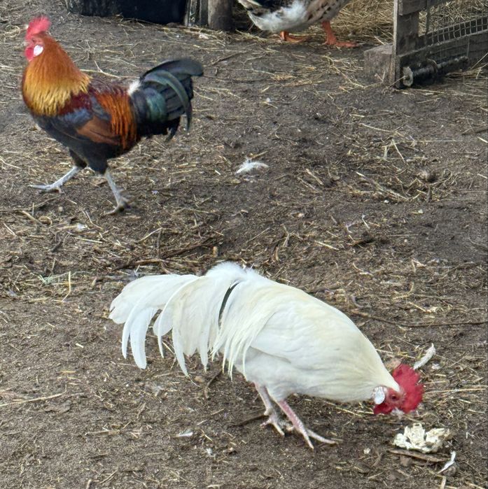 Garnizos a procura de novo poleiro