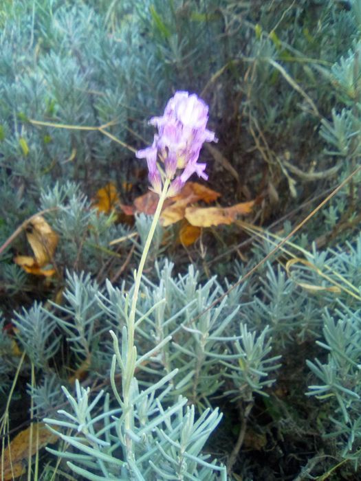 Лаванда англійська морозостійка