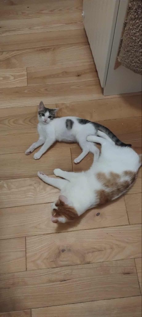 Kotek do adopcji