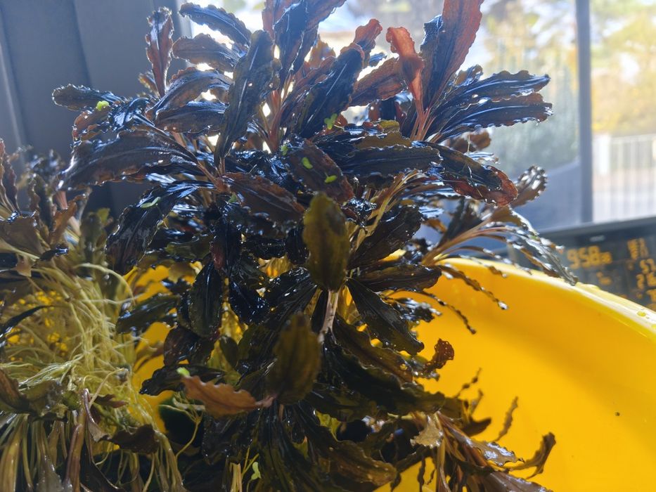 Bucephalandra, Bucki