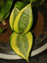 Sansevieria Golden, White.