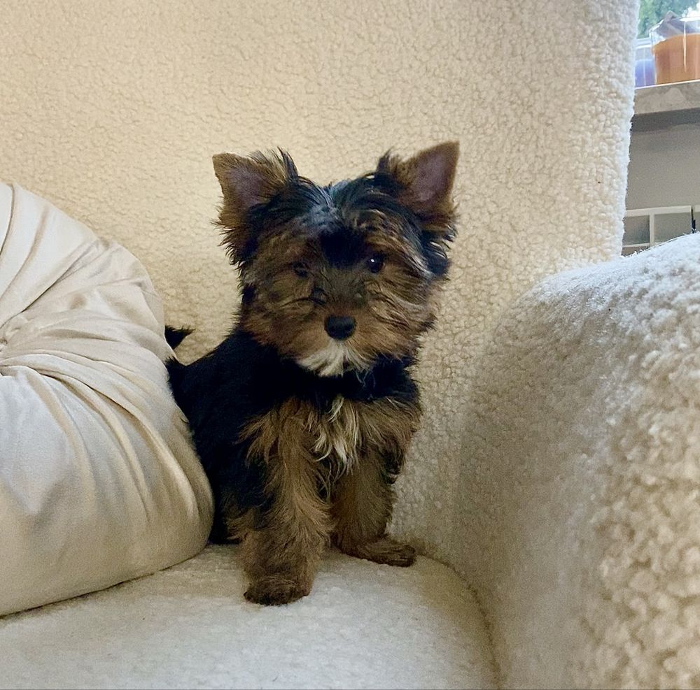 Yorkshire Terrier