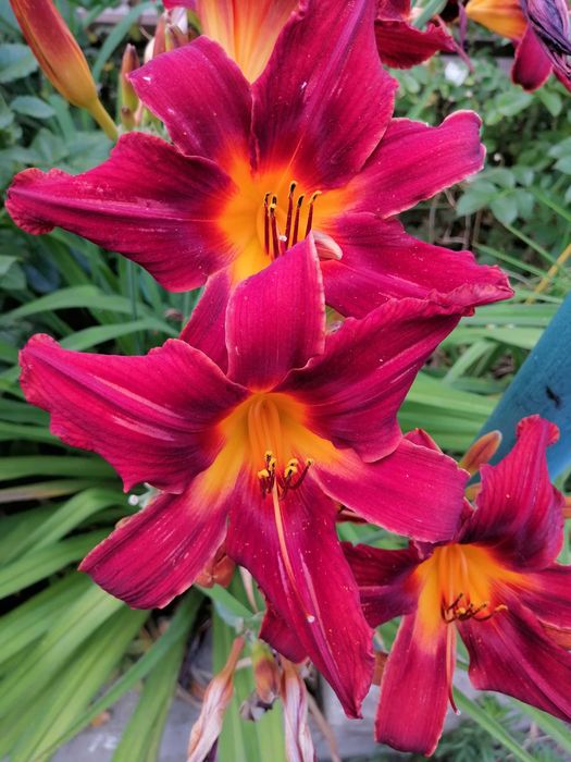 Продам Розы, лилейники,ирисы, хризантема, юка, физостегия, бадан, и др