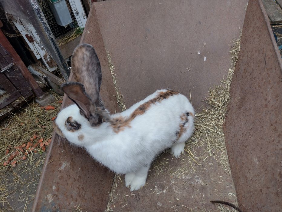 Piękna samica OST Olbrzymi Srokacz Trójbarwny