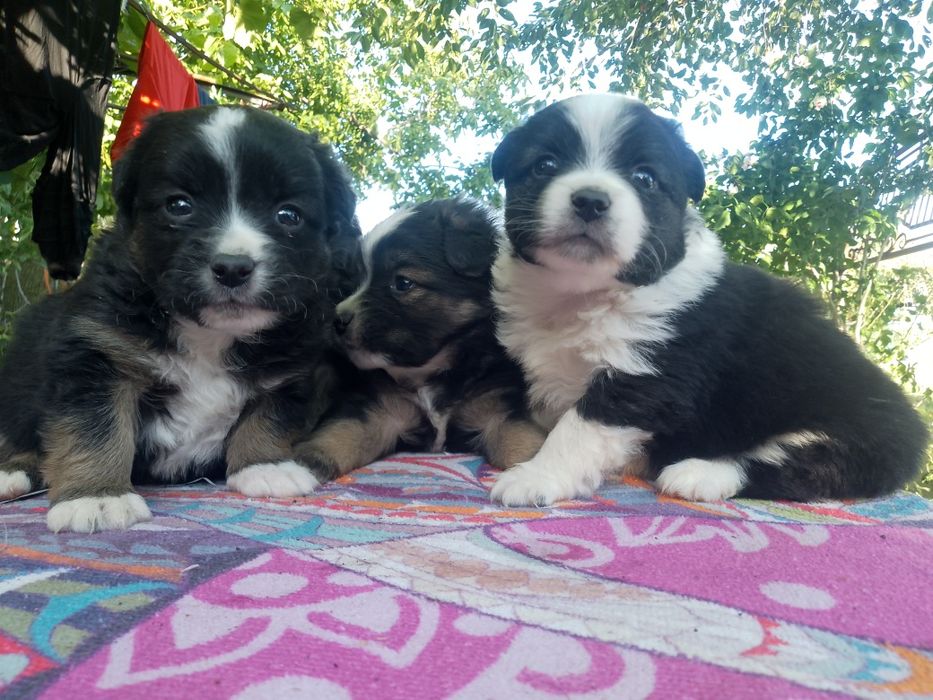 Заріччя , цуценята. Лабрадорчиків і шпіцик.