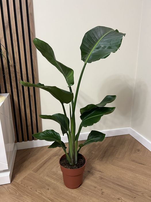 Стреліція Миколая