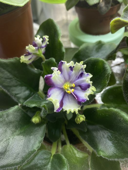 Сортові фіалки