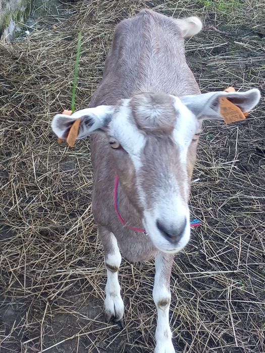 Sprzedam kozy toggenburskie