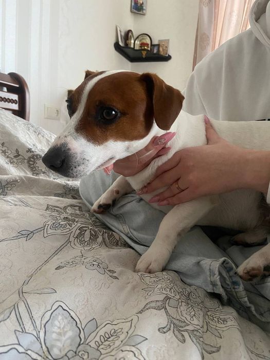 Вязка Чистокровний Джек Рассел Терьер