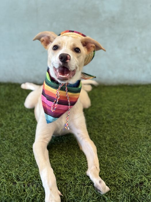Cachorro para adoção 4 meses