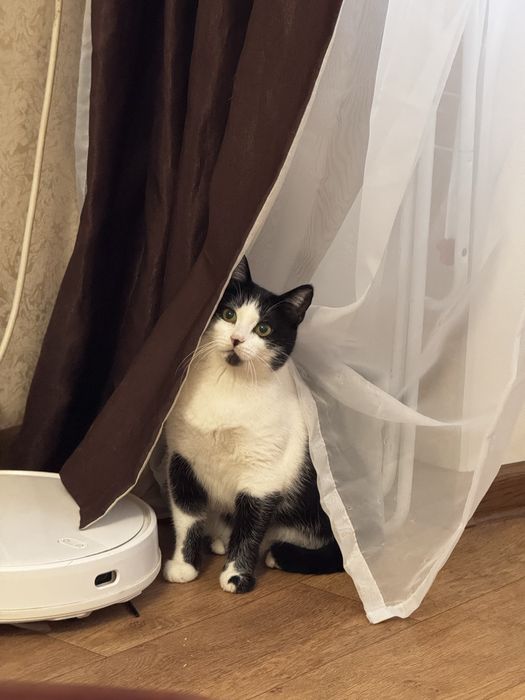 Стерилізована киця десь 11 міс НЕ КУПУЙТЕ !РЯТУЙТЕ ЖИТТЯ