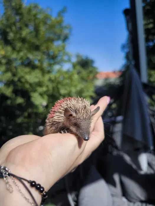 Tenreczynek jeżowaty Echinops telfairi, nie jeż, mini