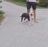 Pies Amstaff American