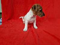 Jack russell terrier suczka