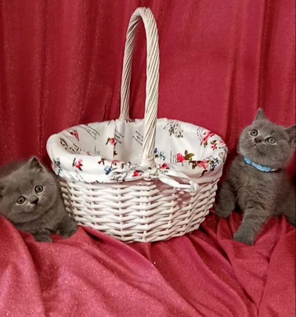 Котята : Мы котята озорные, лилаки и голубые .