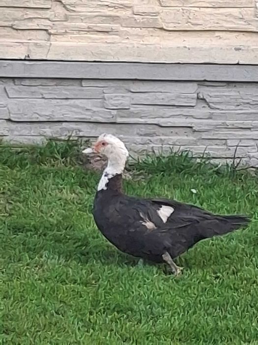 Sprzedam kaczka francuska