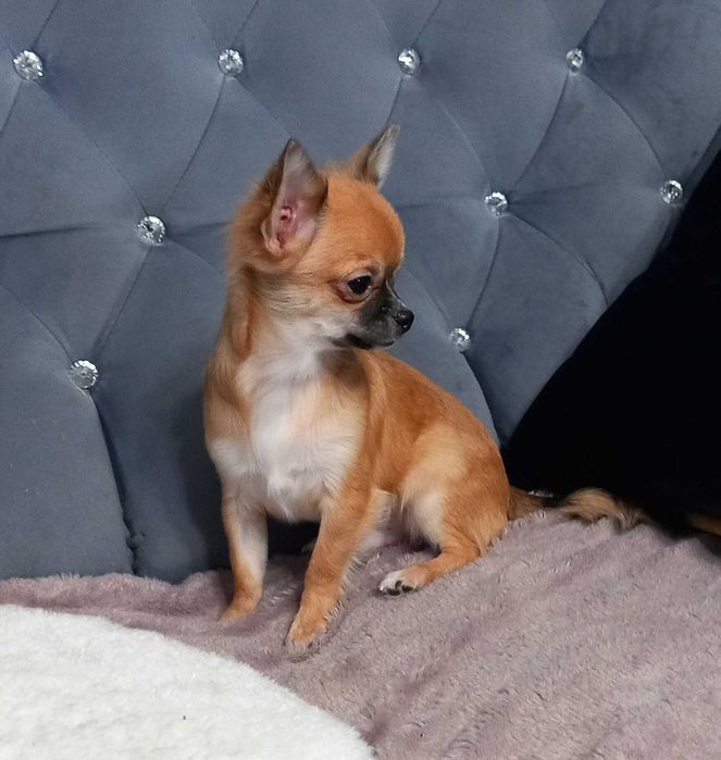 Piesek Chihuahua