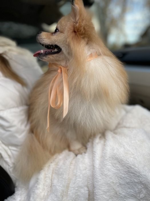 Померанські шпіци — Маленькі щастячка готові до переїзду