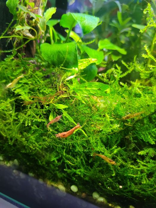 Krewetki poselekcyjne różne ubarwienie