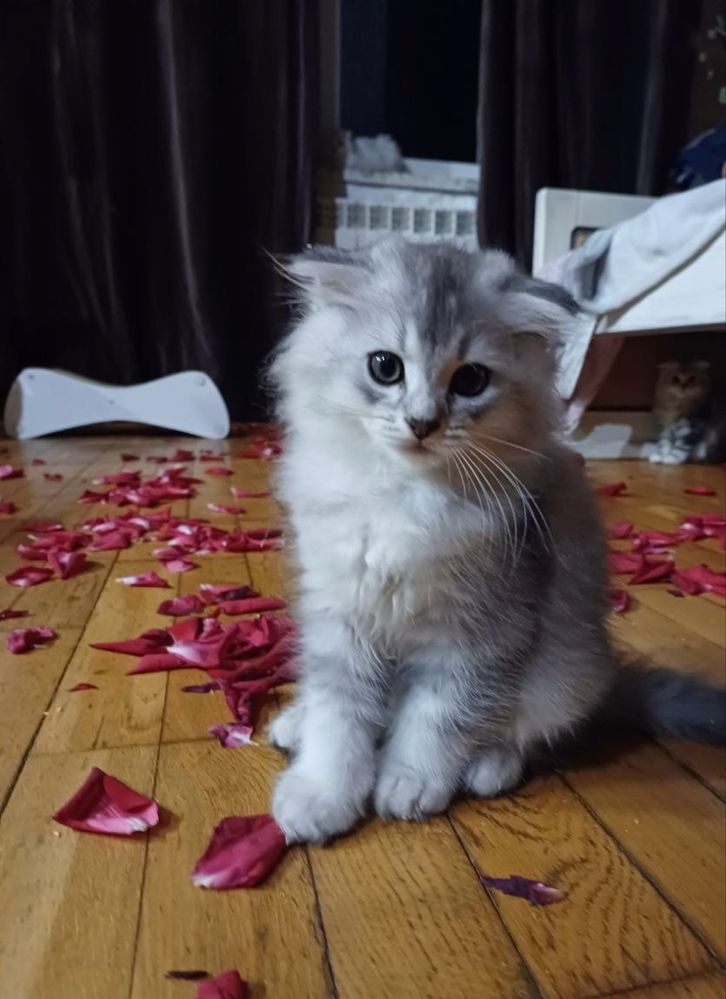 Кошенята окрасу Срібляста шиншила, продам кошенят британців/шотландців