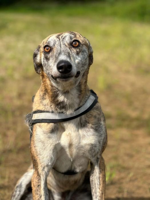 Chart Ricardo uroczy i niesmialy samiec do adopcji!