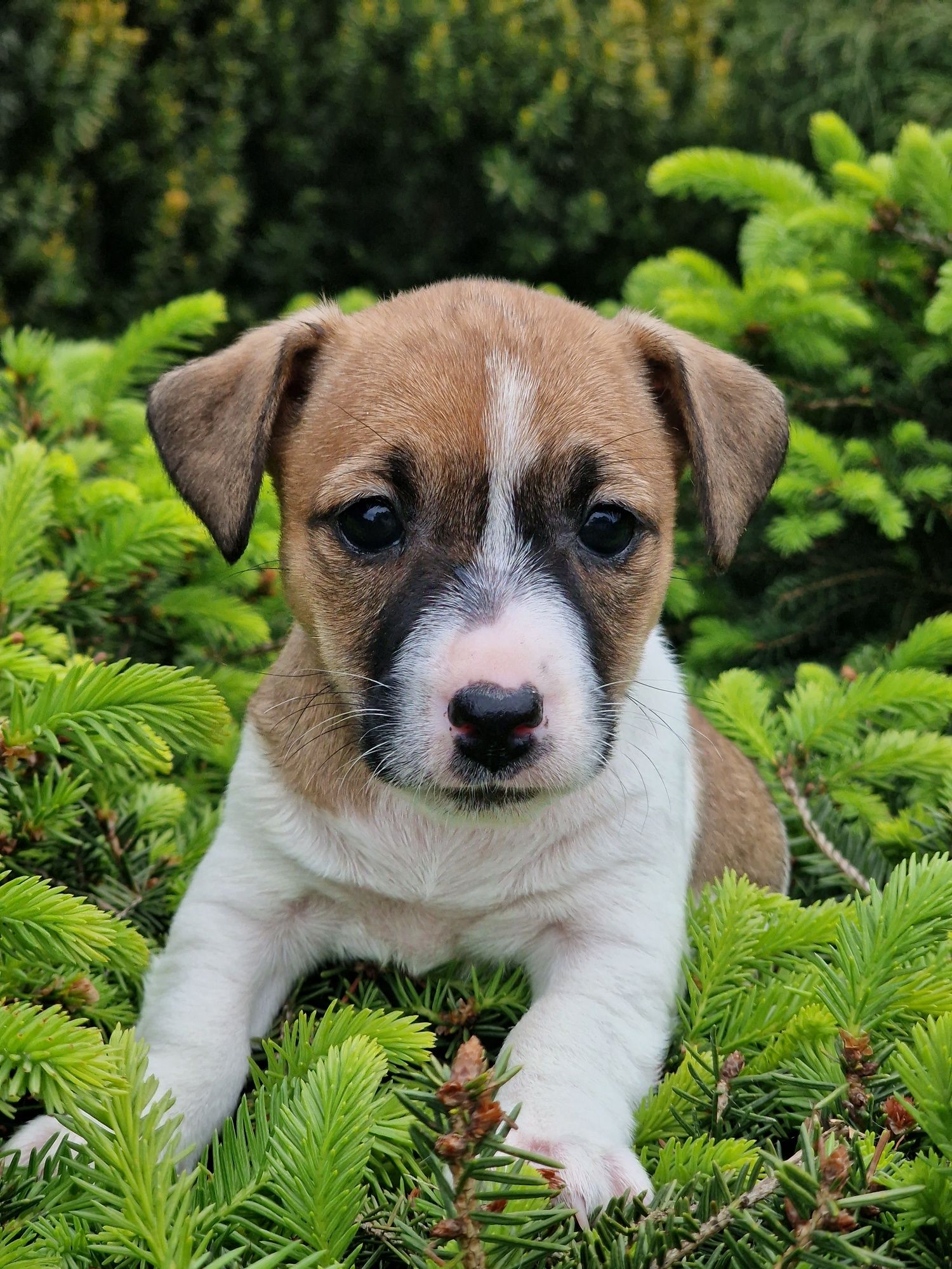 Jack russell terrier suczka   GŁADKOWŁOSA-rodzice FCI zkwP