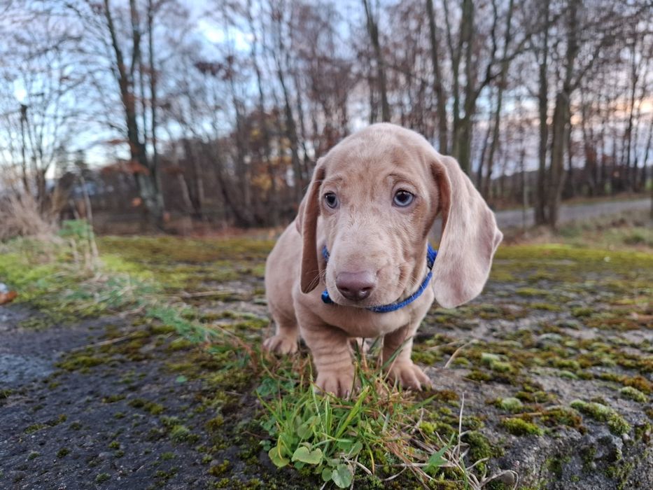 jamnik miniaturowy piesek merlle Isabelle