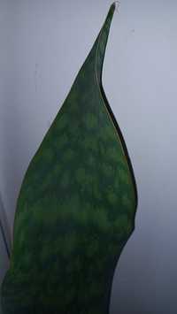 Sansevieria masoniana