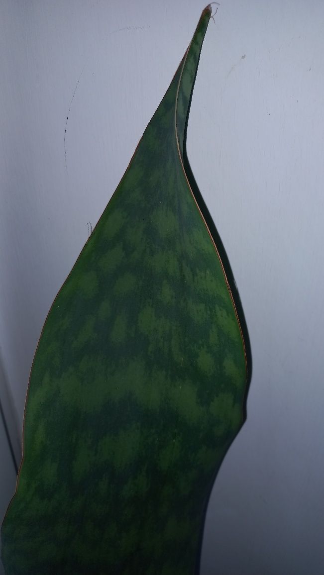 Sansevieria masoniana