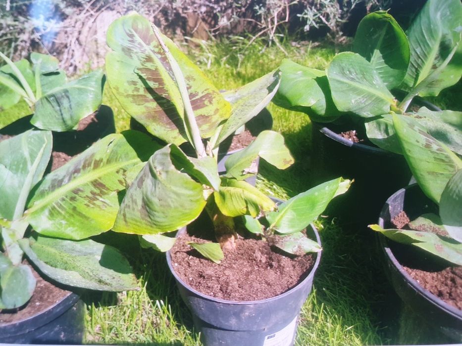 Bananowiec ,agawy