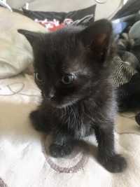 Чорне котеня дівчинка, безкоштовно