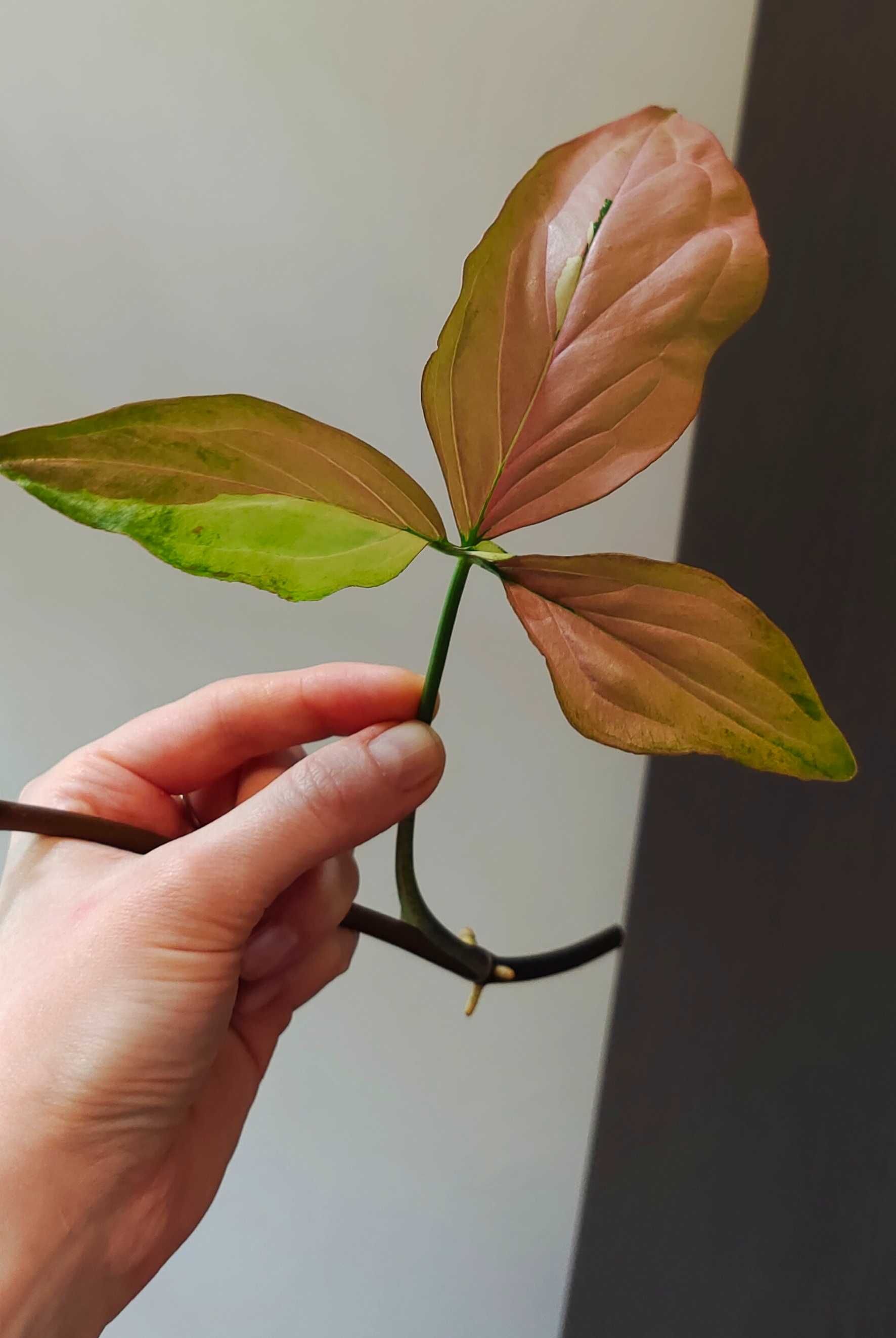 Syngonium Red Spot Tricolor