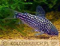 Kirysek nadobny - Corydoras elegans - Kirys - dowozimy, wysyłamy