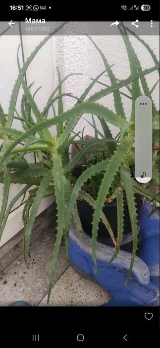 Квіти кімнатні рослини зелені великі в зал