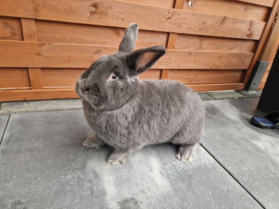 wiedeński wiedeńskie niebieskie WN królik króliki samiec