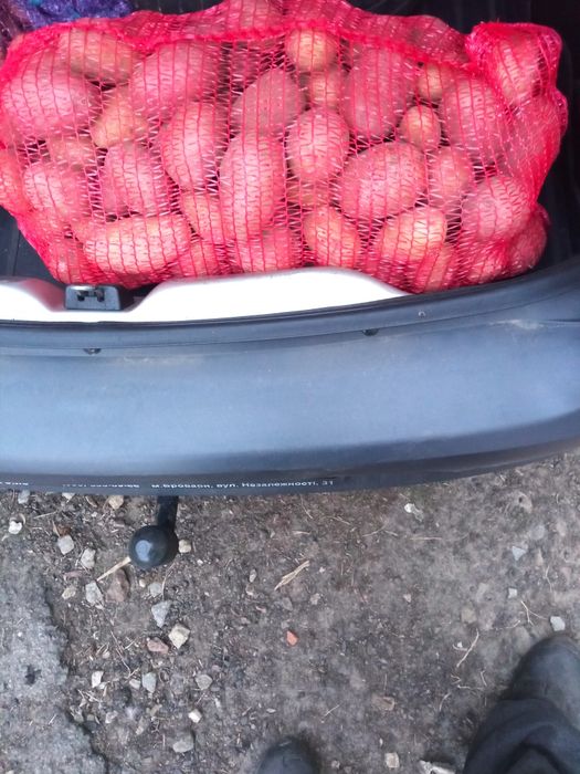 Продам картоплю з доставкою від 200 кг.