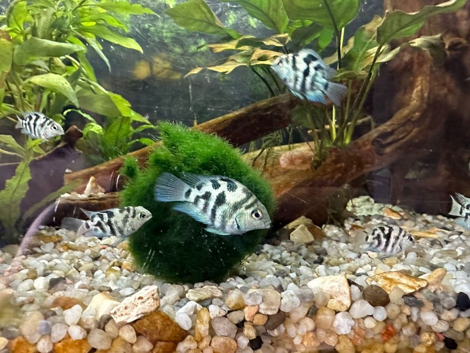 Pielęgnice papuzie blue tiger