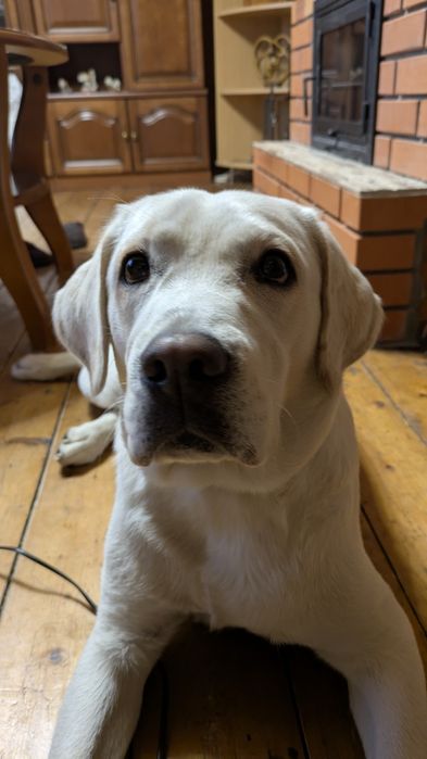 Срочно! Дівчинка лабрадор КСУ