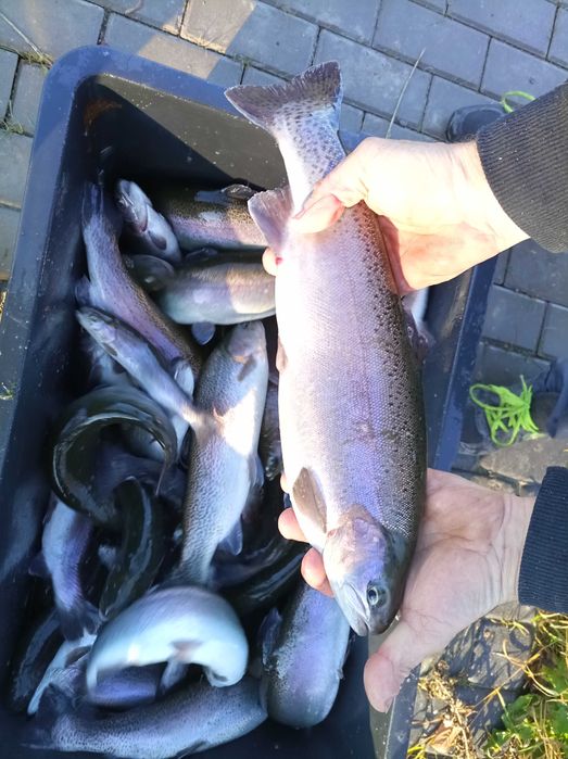 Pstrąg tęczowy 700 -900 gram , jesiotr lin karp karaś szczupak sandacz