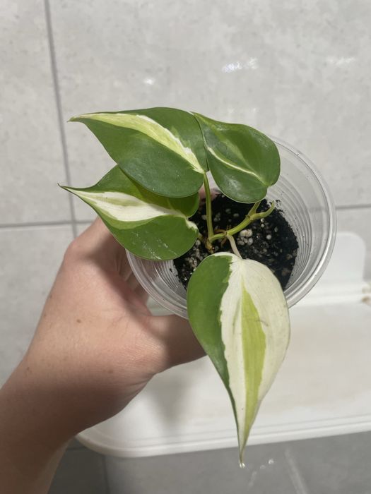 Філодендрон Крем сплеш Триколор,Сінгоніум Grey Ghost