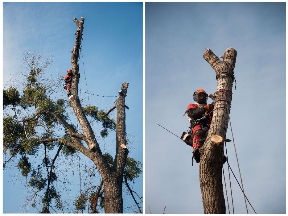 Зрізання дерев альпіністами у Луцьку та області